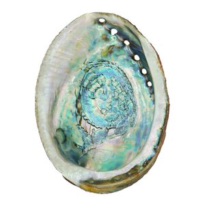 Abalone Smudge Schale zum Räuchern - Räucherzeit