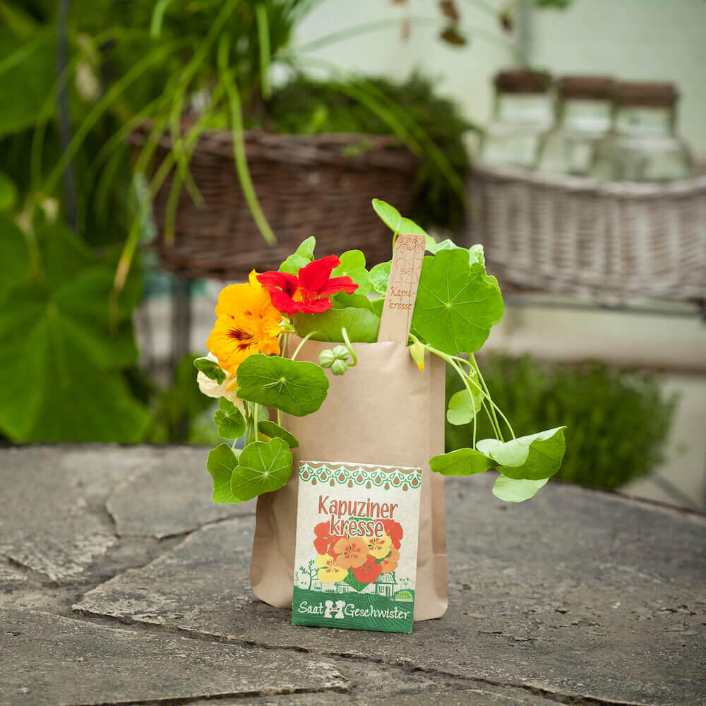 MacFlowers Veilchen Anzuchtset - Süße Instant-Blumendose, Alles Enthalten, Made In Germany