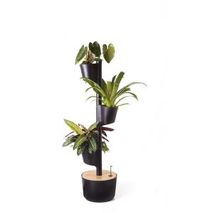 Vertikaler Blumentopf mit 3 luftreinigenden Pflanzen - CitySens