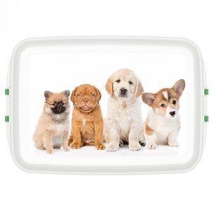 Biodora Aufbewahrungsbox mit Hundemotiv + Klappverschluss - Biodora