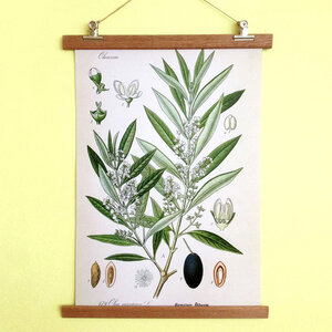 Poster Olive mit Aufhängung - all the things we like