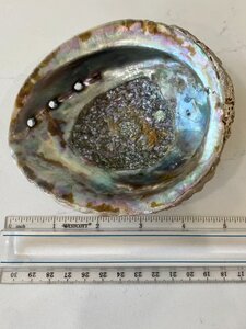 Abalone Smudge Schale zum Räuchern - Räucherzeit