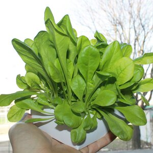 Blatt Salat-Zucht für zuhause  - Ecoltivo