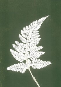 Pernille Folcarelli - limitierte Kunstdrucke - DIN A5 - Abdrücke echter Pflanzen - Pernille Folcarelli