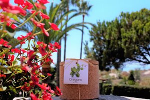 Grow Kork Oregano Kräuter im Kroktopf  - Life in a bag