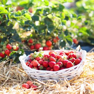 Garten-Holzwolle für Erdbeeren und Gemüse - unbehandelte Natur Kieferwolle - naturling