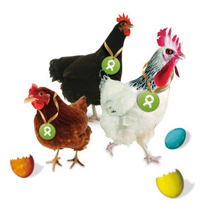 Spenden-Geschenk "Gackernde Hühner" (Osterkarte mit Magnet) - OxfamUnverpackt