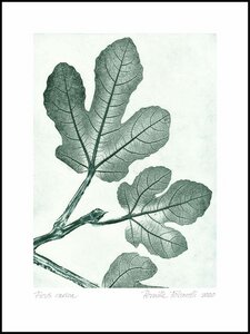 Pernille Folcarelli - limitierte Kunstdrucke - 40x30cm - Abdrücke echter Pflanzen - Pernille Folcarelli